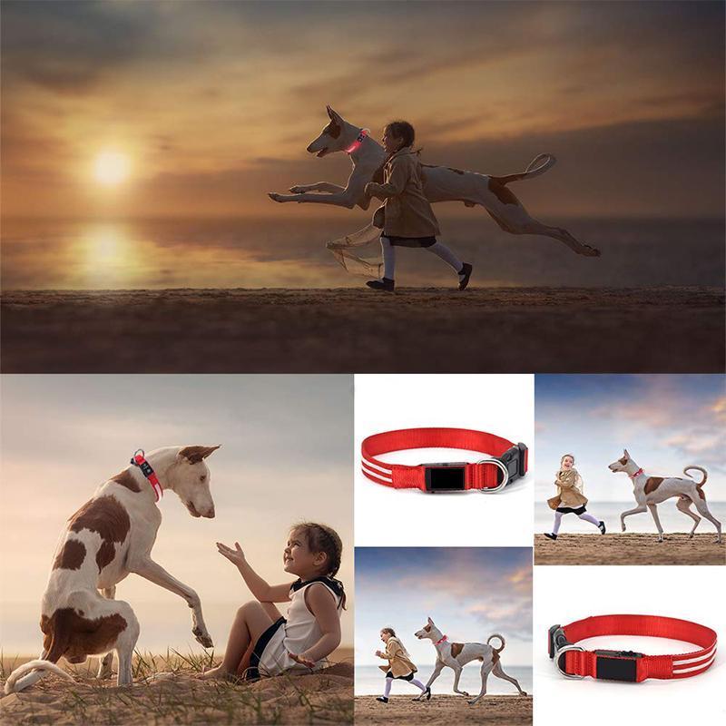 LED Hundhalsband