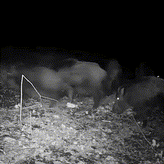 Wildlife Camera Outdoor Night Vision Trail Cam