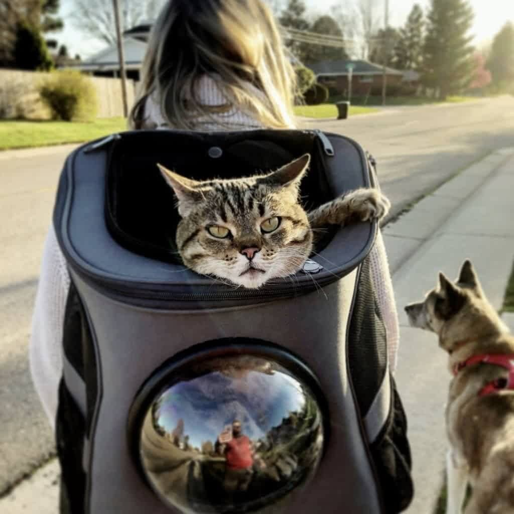 Pet Carrier Backpack with Bubble Window Design