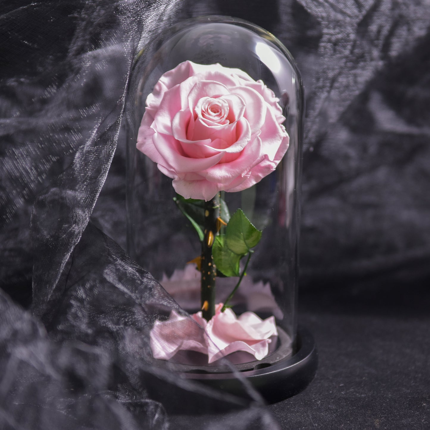 Preserved Rose Glass Dome Romantic Gift Decor