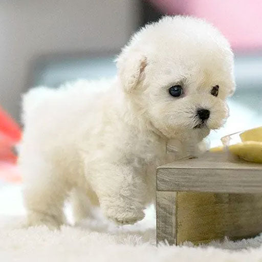 Snoopie - My realistic robot puppy